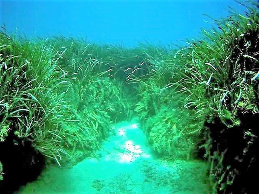 شقة Sea Breeze Ena Korakokhórion المظهر الخارجي الصورة